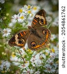 Common Buckeye Butterfly On A...