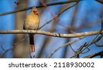 Female Cardinal Bird On A Tree