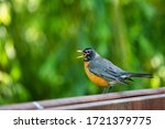 An American Robin Perched On A...