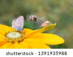 Insect biodiversity on a flower, a butterfly common blue Polyommatus icarus, a bee Anthophila in flight and a shield bug Carpocoris fuscispinus on a yellow Rudbeckia