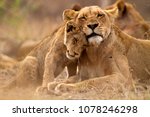 Predator´s love. Lioness and cub in the Kruger NP, South Africa