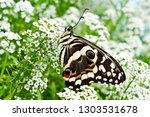 A Citrus Swallowtail Butterfly  ...