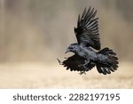 Bird common raven corvus corax  ...