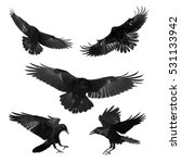 Birds - mix flying Common Ravens (Corvus corax) isolated on white background. Halloween - mix five birds
