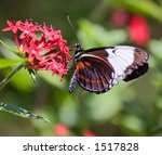 Butterfly On Flower In Costa...