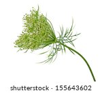  Queen Anne's Lace  Wild Carrot ...