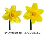 Set Of Two Yellow Narcissus...