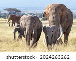 Small photo of Herd of African Elephants, loxodonta africana, walking through the grasslands of Amboseli National Park, Kenya. The bull elephant is Tusker Tim, a super tusker with tusks that weigh over 100lbs each