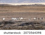 A small herd of reindeer, rangifer tarandus, on the Tundra of Iceland. North East Highlands.