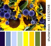Small photo of Closeup or sunflowers and allium flowers, in a colour palette with complimentary colour swatches.