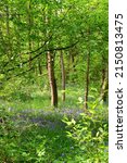 Small photo of Bluebells field in the nature reserve of La Rochette wood