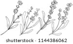flower lavender in a style... | Shutterstock . vector #1144386062