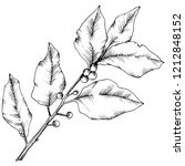  laurus leaf. leaf plant... | Shutterstock . vector #1212848152