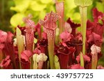 Beautiful Carnivorous Red And...