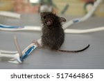 Triumphant mouse gnaws wire