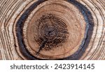 Wood grain texture. ebony wood  ...