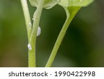 mealybug infestation growth of... | Shutterstock . vector #1990422998
