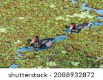 Rosy-billed Pochard (Netta peposaca) drakes in pond overgrown with Giant Salvinia (Salvinia molesta) in park, Buenos Aires, Argentina