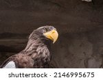 Steller's Sea Eagle  Haliaeetus ...