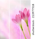 blossom of pink zephyranthes... | Shutterstock .eps vector #213977518