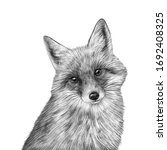 Cute Hand Drawn Fox Portrait....