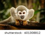 Look At Squirrel Monkey In...