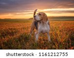 Portrait Of A Beagle Dog On The ...