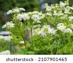 Small photo of Sweet Cicely, Myrrhis odorata, aromatic plant, blooming in spring in a garden with white flowers, closeup with selective focus