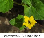 A Honeybee On A Male Flower Of...