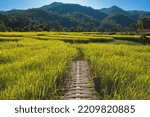 Small photo of Beautiful landscape of bamboo bridge with rice field in evening at Boon Kho Koo So, Pai, Mae Hong Son, Thailand