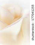 White Petal Rose Soft Background