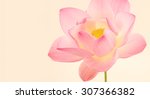 sweet pink lotus in soft and... | Shutterstock . vector #307366382