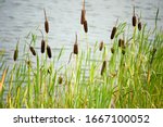 Cattail  Typha  Growing Near...