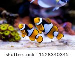 Nemo fish. Amphiprion in Home Coral reef aquarium. Selective focus.