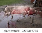 Small photo of a large pig stabbed on a large metal table, The stabbing of a pig in Romania