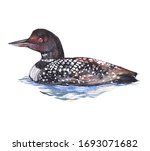 Watercolor Loon  Bird Animal On ...
