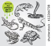 Set Of Hand Drawn Reptiles And...