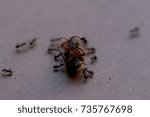 Small photo of Macro of ants starting to cart away the dead body of a huge flying insect (Spain, 2017)