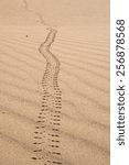 Small photo of The path of a scarabee bug on a sand in the Sahara desert in Erg Chegaga in Morocco in Morocco in the spring during a hot sunny day.