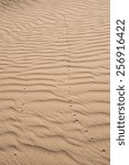 Small photo of The trail of scarabee bug of another insect or a small animal on a sand in the Sahara desert in Erg Chegaga in Morocco in Morocco in the spring during a hot sunny day.