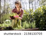 Small photo of Young gardener planting spicy herbs at home vegetable garden outdoors. Pretty housewife wearing apron and gloves. Concept of homegrowing local food