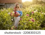 Portrait of a young stylish woman stands with a basket full of colorful freshly picked up dahlias on rural flower farm on sunset