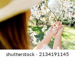 Rear view of woman touching blossom almond trees leaves in springtime. Horizontal cropped view of unrecognizable woman smelling white flowers in almond tree. Nature and springtime blooming flowers.