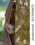 Small photo of The Sunda flying lemur (Galeopterus variegatus) or Sunda colugo, also known as theis a species of colugo. Lemur is found throughout Southeast Asia in Indonesia, Thailand, Malaysia, and Singapore.