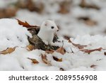 Small photo of The stoat or short-tailed weasel (Mustela erminea), also known as the Eurasian or Beringian ermine, is a mustelid native to Eurasia and the northern portions of North America. Winter coat.