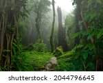 Tropical jungles with fog of Southeast Asia