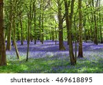 Bluebells In A Wood In Kent Uk  ...