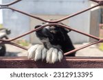 Small photo of The guard dog put its paws and muzzle over the home fence. An ill-bred animal. A security pet licks the fingers of passers-by. Close-up of white paws and black and white muzzle
