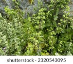 Marrubium vulgare, white horehound, common horehound - flowering plant in the mint family (Lamiaceae), aromatic, medicinal plant.
