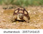 Small photo of African Sulcata Tortoise Natural Habitat,Close up African spurred tortoise resting in the garden, Slow life ,Africa spurred tortoise sunbathe on ground with his protective shell ,Beautiful Tortoise